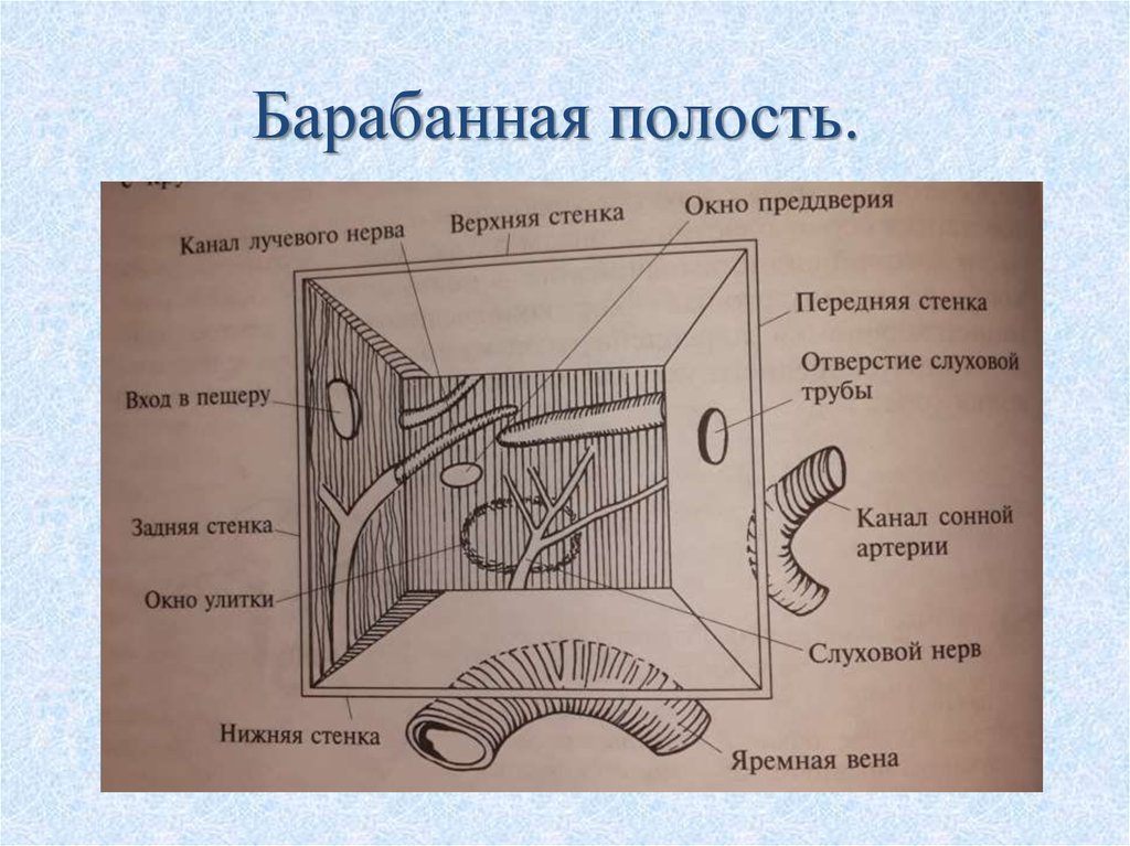 Схема барабанной полости