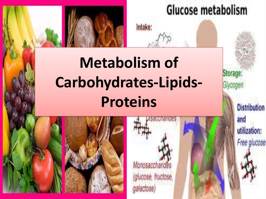 What Are The Differences Between Lipids And Carbohydr - vrogue.co