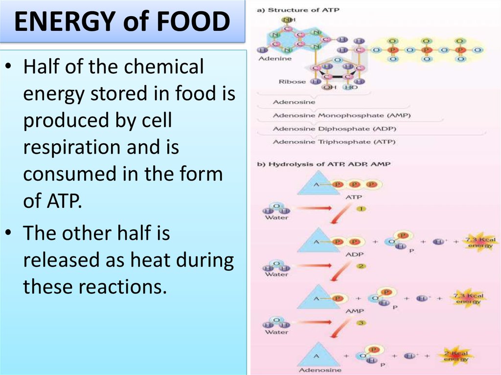 ENERGY of FOOD