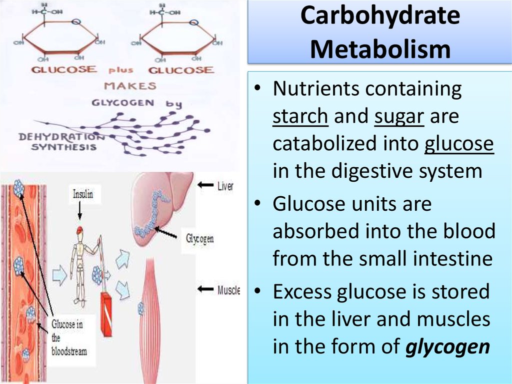 Metabolism of Carbohydrates-Lipids-Proteins - презентация ...