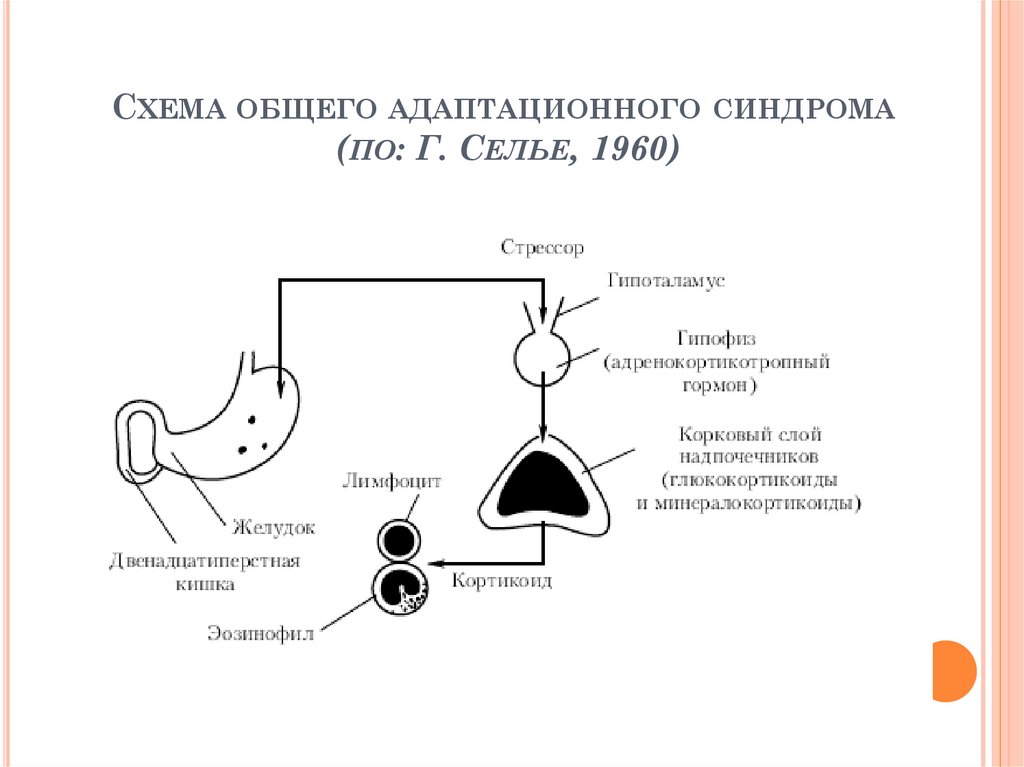 Общий адаптационный синдром. Адаптационный синдром г Селье. Фазы развития адаптационного синдрома. Стадии общего адаптационного синдрома г.Селье. Механизм развития общего адаптационного синдрома.