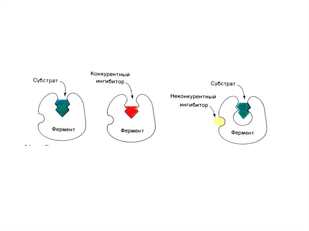 Конкурентное ингибирование ферментов. Конкурентное ингибирование ферментов схема. Конкурентный ингибитор. Типы ингибирования ферментов.