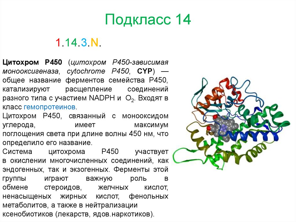 Состоит из 450. Ферменты цитохром p450. Цитохром p450 строение. Субстраты фермента цитохром p450. Цитохром p450 цитохромоксидаза.