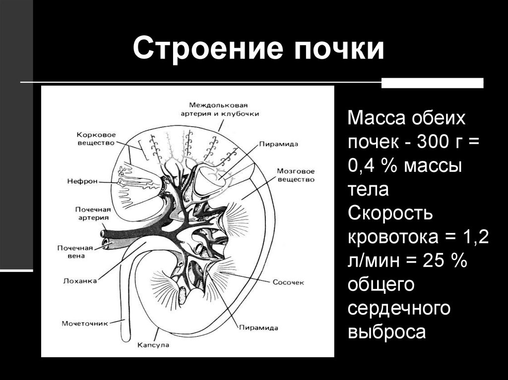 Функция почечной артерии. Почечная ножка схема. Строение почечной артерии. Типы кровоснабжения почек. Макроскопическое строение почки.