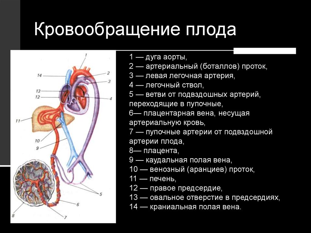 Плацентарный круг кровообращения. Плацентарное кровообращение плода схема. Плацентарный круг кровообращения схема. Внутриутробное кровообращение плода схема. Схема строения круга кровообращения плода.