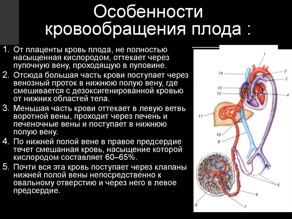 Артериальный тип крови. Кровообращение плода боталлов проток. Плацентарное кровообращение плода схема. Графологическая структура кровообращения плода. Путь движения крови у плода.