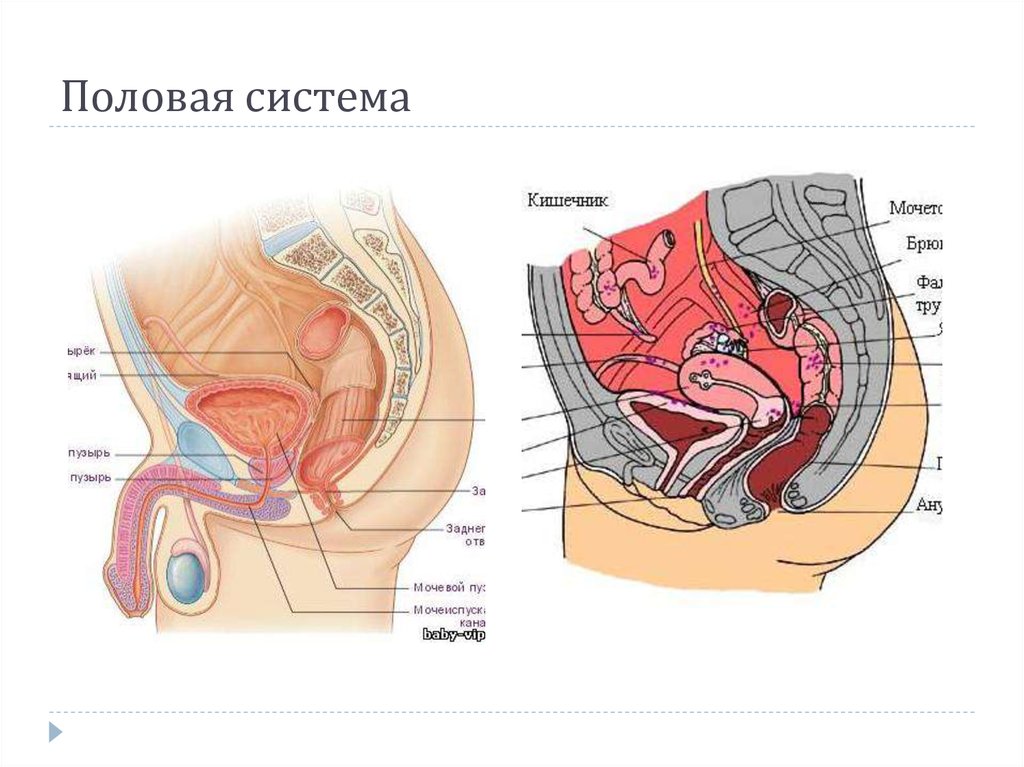 Женская половая система человека. Мужская и женская половые системы. Половая система мужчины и женщины. Женская половая система мужская половая. Мужские и женские половые органы.