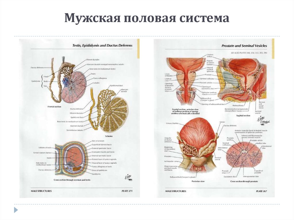 Мужская половая система вид сбоку. Анатомическое строение мужской репродуктивной системы.