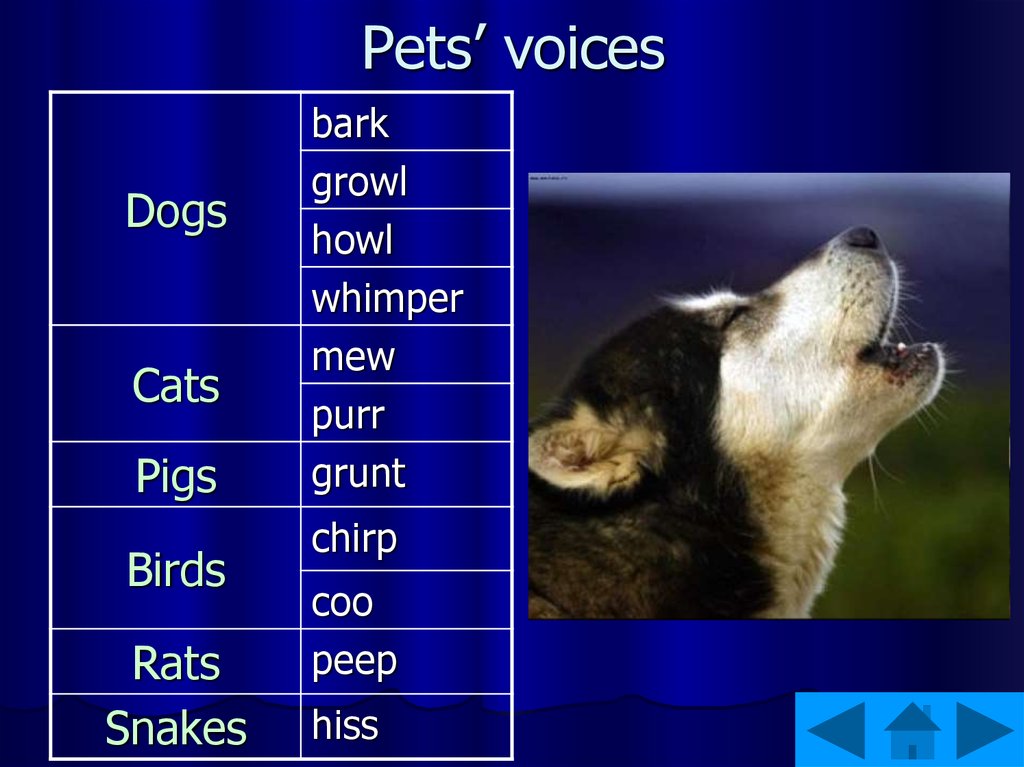 Pets презентация