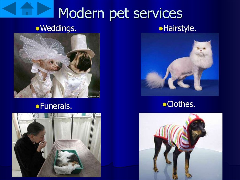 Modern pet services