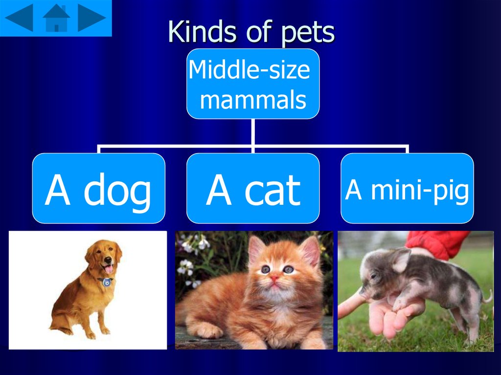 Kinds of pets
