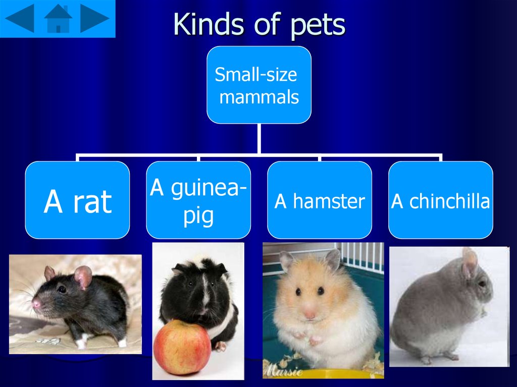 Type of pet