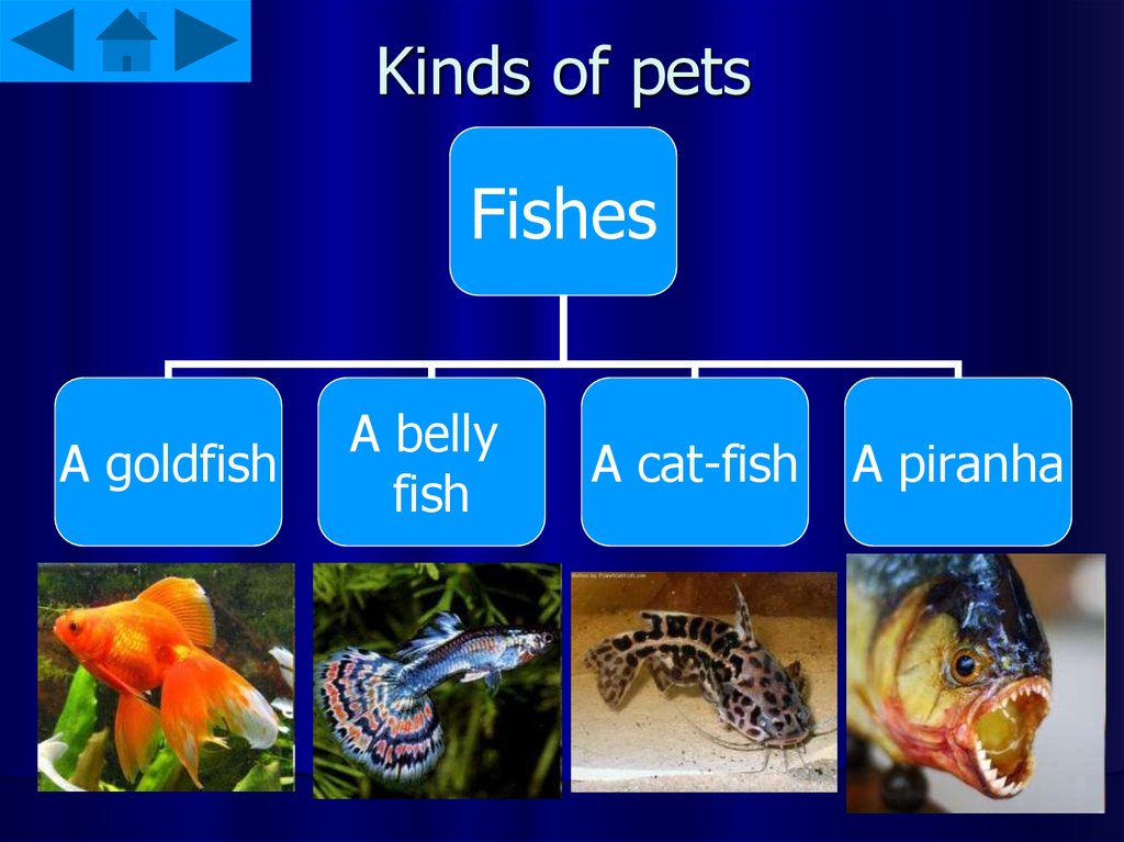 Pets презентация. Презентация Pets 3 класс форвард. In Touch 1 Pets презентация.