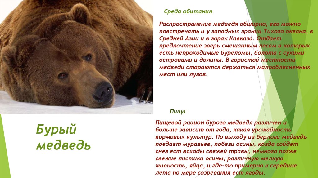 Сочинение о медведе 5 класс