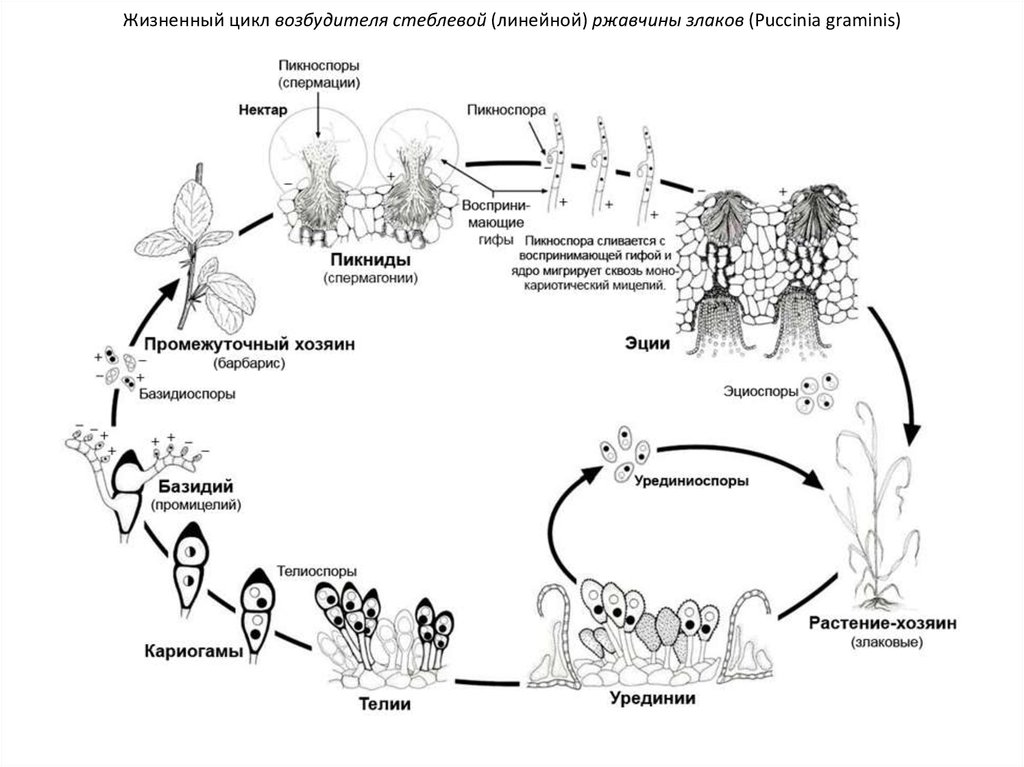На рисунке представлен жизненный цикл. Цикл развития стеблевой ржавчины злаков. Жизненный цикл стеблевой ржавчины злаков Puccinia graminis. Цикл развития линейной ржавчины. Жизненныйцикл Piccinia graminis.