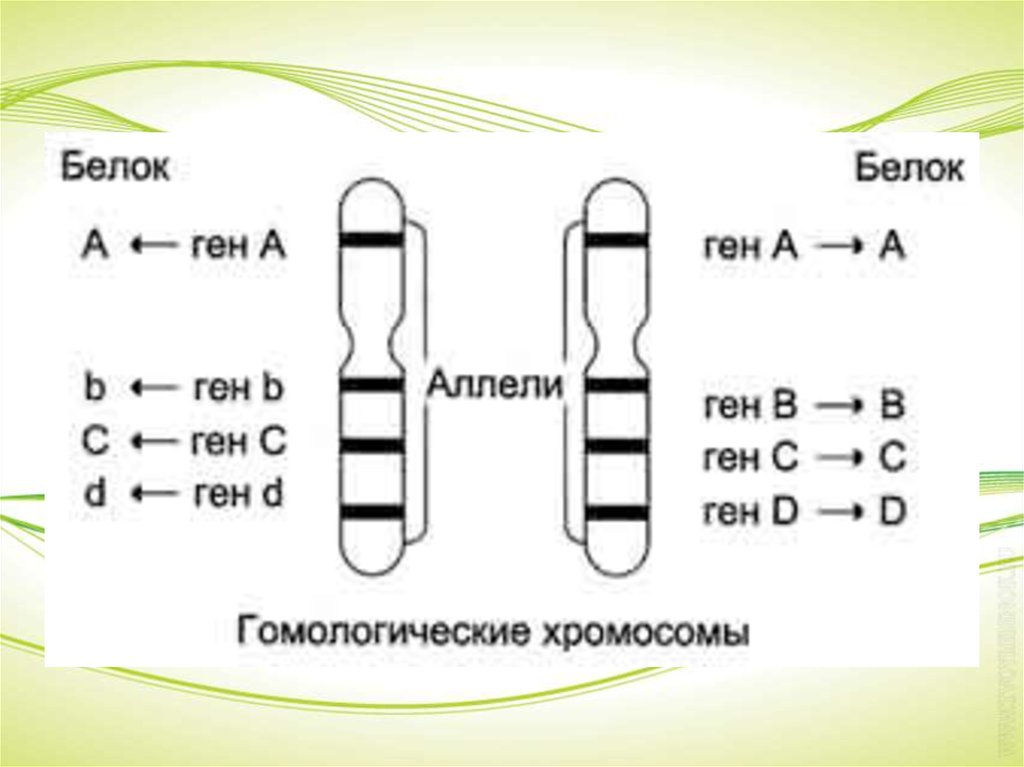 Местоположение гена в хромосоме. Строение Гена аллель. Аллель и аллельные гены. Гены аллели ДНК. Хромосомы гены аллели.