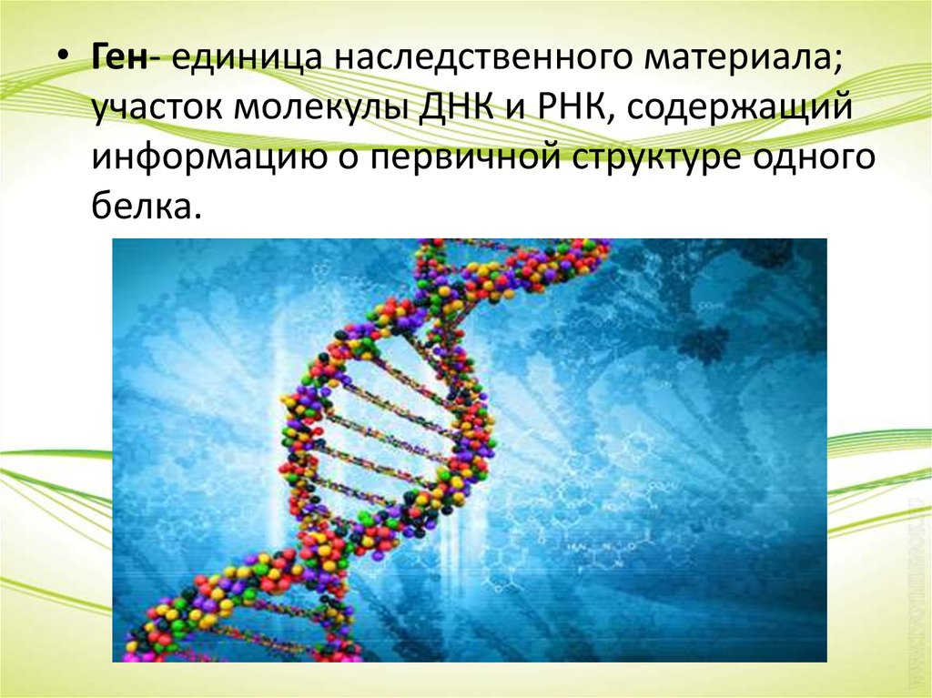 Наследственная информация ген. ДНК. Генетический материал. Молекула ДНК. Ген и генетика.