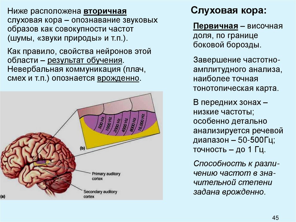Звук слух мозг. Мозг и слух. Неречевой слух: мозговая организация.