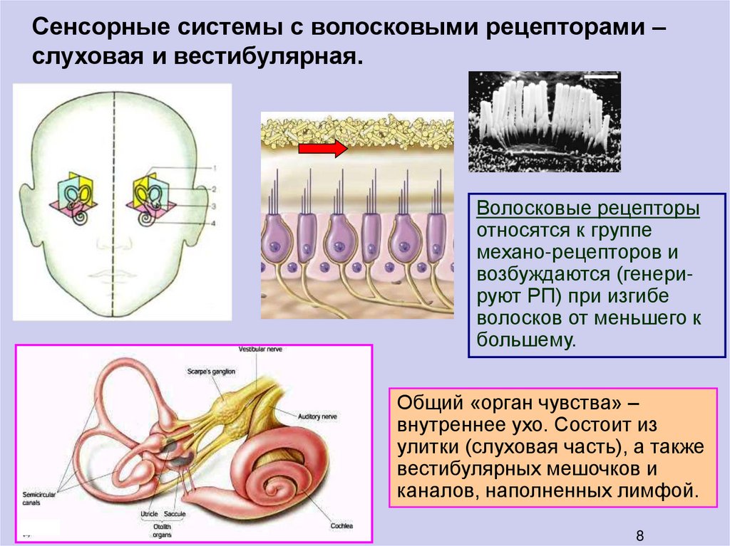 Слуховые рецепторы находятся в органе. Рецепторный отдел слуховой сенсорной системы. Рецепторы слуховой сенсорной системы являются. Рецепторы сенсорных систем вестибулярного аппарата. Рецепторный аппарат вестибулярного анализатора.