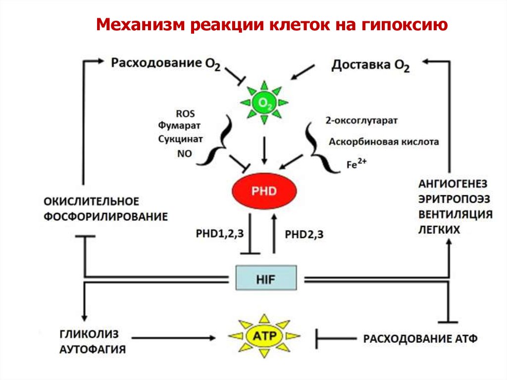 Гипоксия клеток. Схема реакций в Геншине. Биохимия и биофизика.