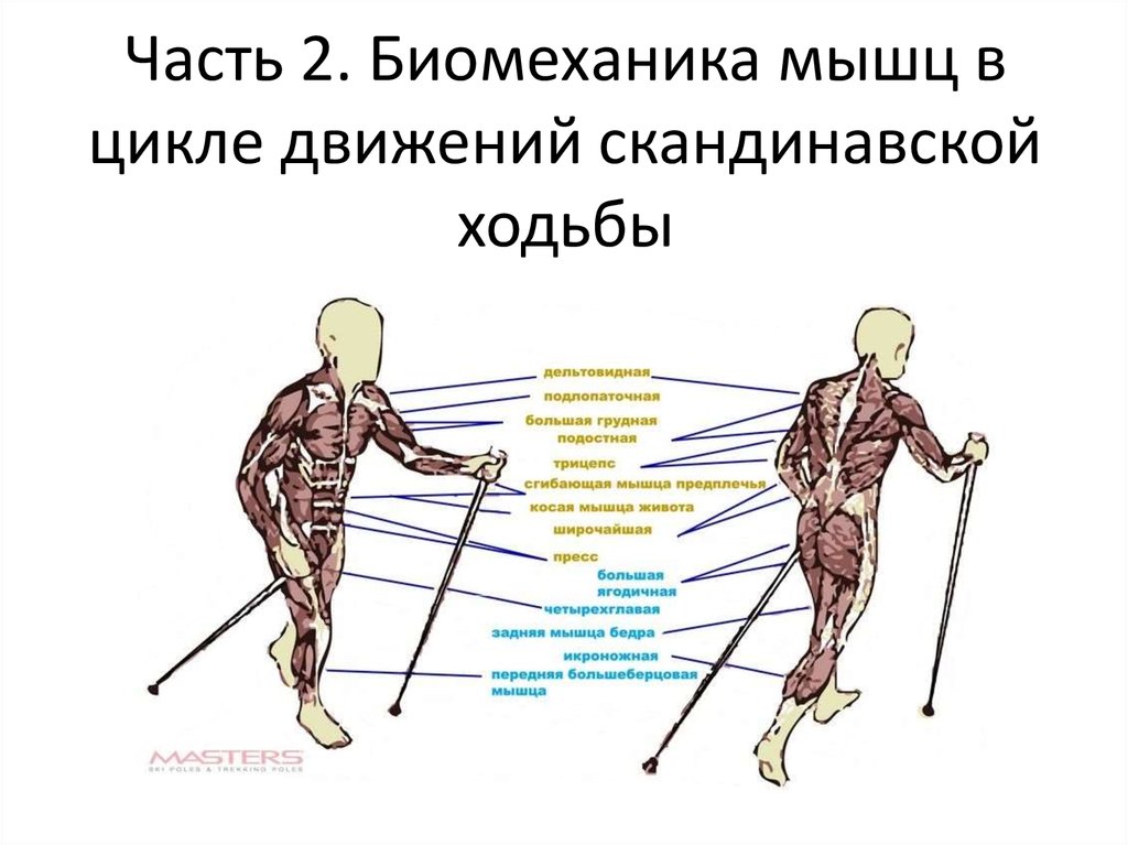 Мышцы при ходьбе. Биомеханика ходьбы. Биомеханика при ходьбе. Биомеханика шагательных движений и ходьбы. Биомеханика мышц.