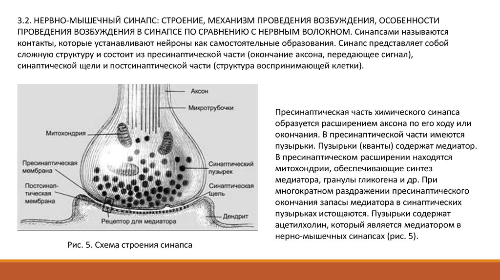 Нервный синапс функции. Нервно-мышечный синапс механизм его образования. Строение Нейро-мышечного синапса. Нервно-мышечный синапс, его структура. Аксон синапс мышечное волокно.