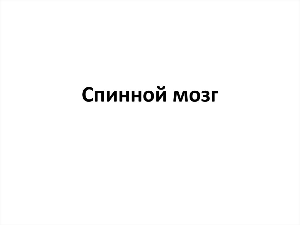 Спинной мозг