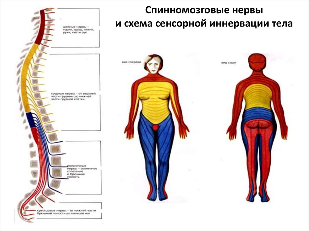 Спинномозговая иннервация. Спинномозговые нервы и схема сенсорной иннервации тела. Зоны иннервации спинномозговых нервов схема. Зоны иннервации спинномозговых нервов шейного отдела. Корешки спинномозговых нервов иннервация.