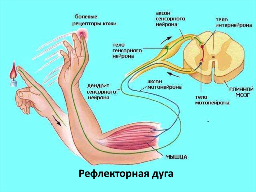 Нервная система человека презентация пименов