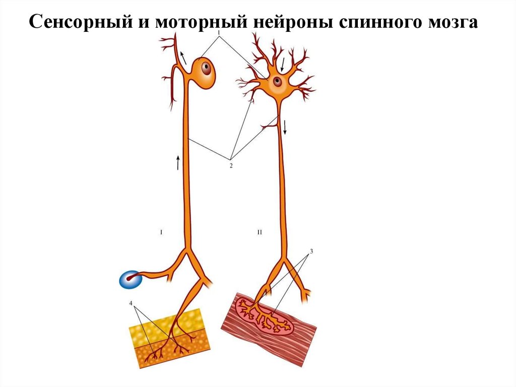 Первый двигательный нейрон. Моторный Нейрон. Сенсорный и моторный Нейрон. Сенсорный и моторный Нейрон карикатура. Работа моторных нейронов.