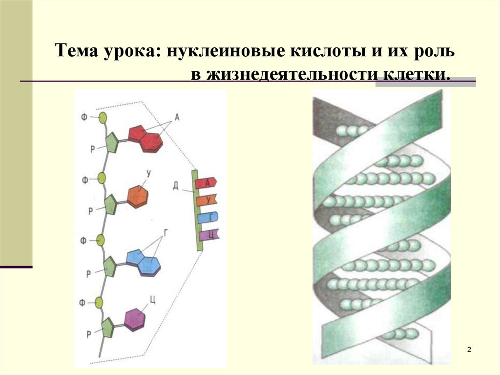 Нуклеиновые кислоты в жизнедеятельности клетки