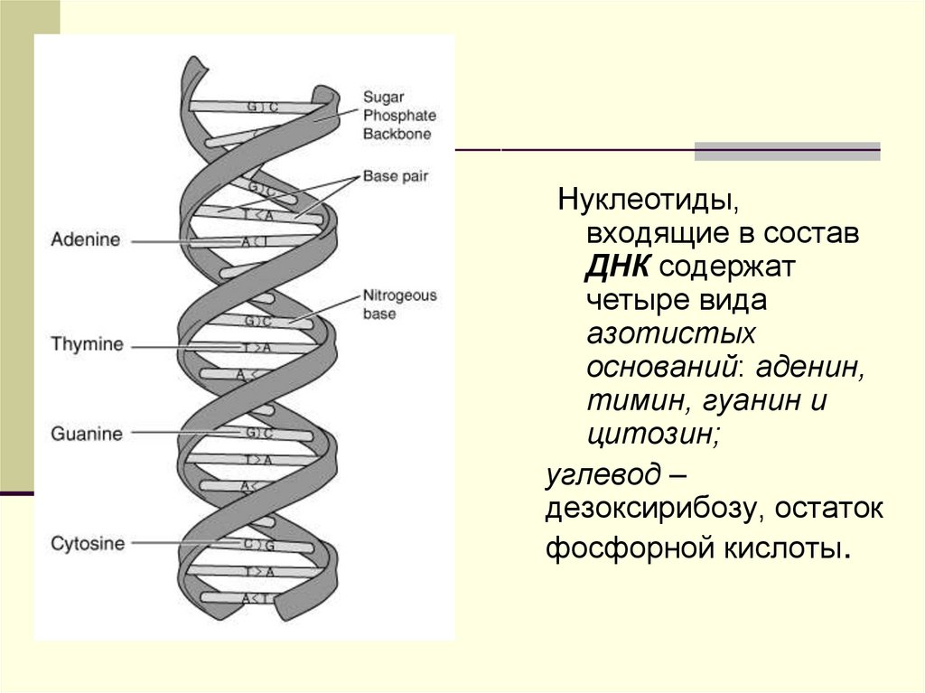 Днк 04.03 2024. Из чего состоит ДНК. ДНК содержится в. Из чего состоит ДНК схема. Где содержится ДНК.