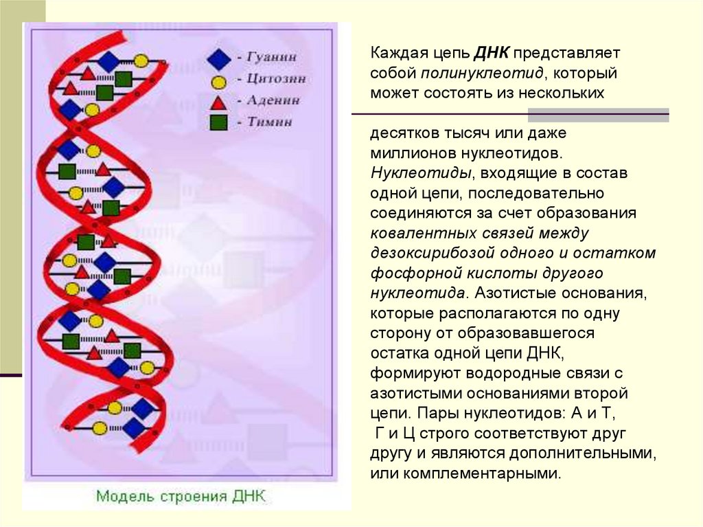 2 цепь днк и рнк. Структура цепи ДНК. Строение Цепочки ДНК. Цепочки ДНК названия. Модель строения ДНК.