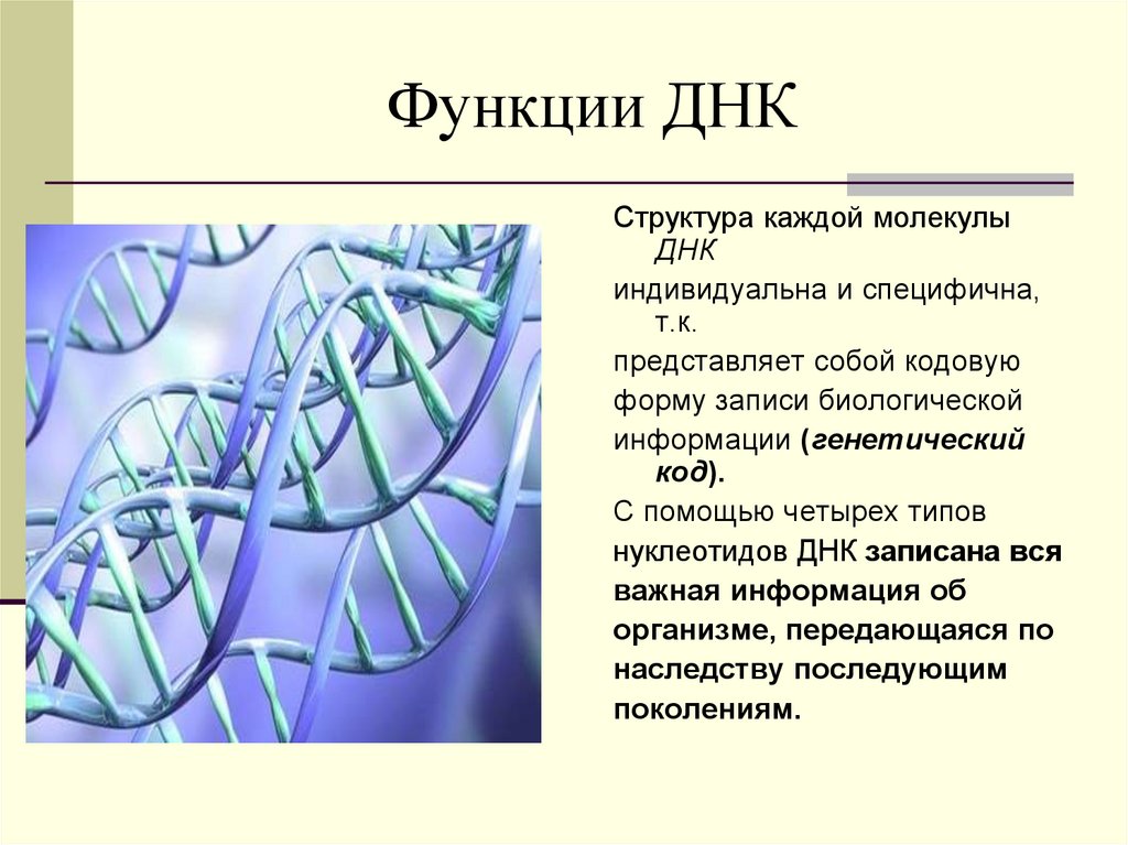 Наследственную информацию клетки выполняет. Структура и функции ДНК. ДНК строение структура функции. Структуры свойства и функции ДНК.