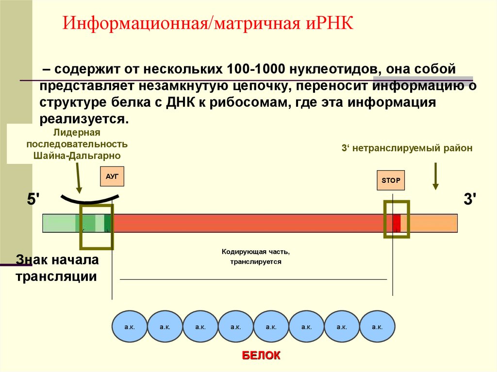 Ирнк. Структура матричная (информационная) РНК. Информационная (ИРНК) или матричная (МРНК) функция. Структура ИРНК. Информационная РНК строение.