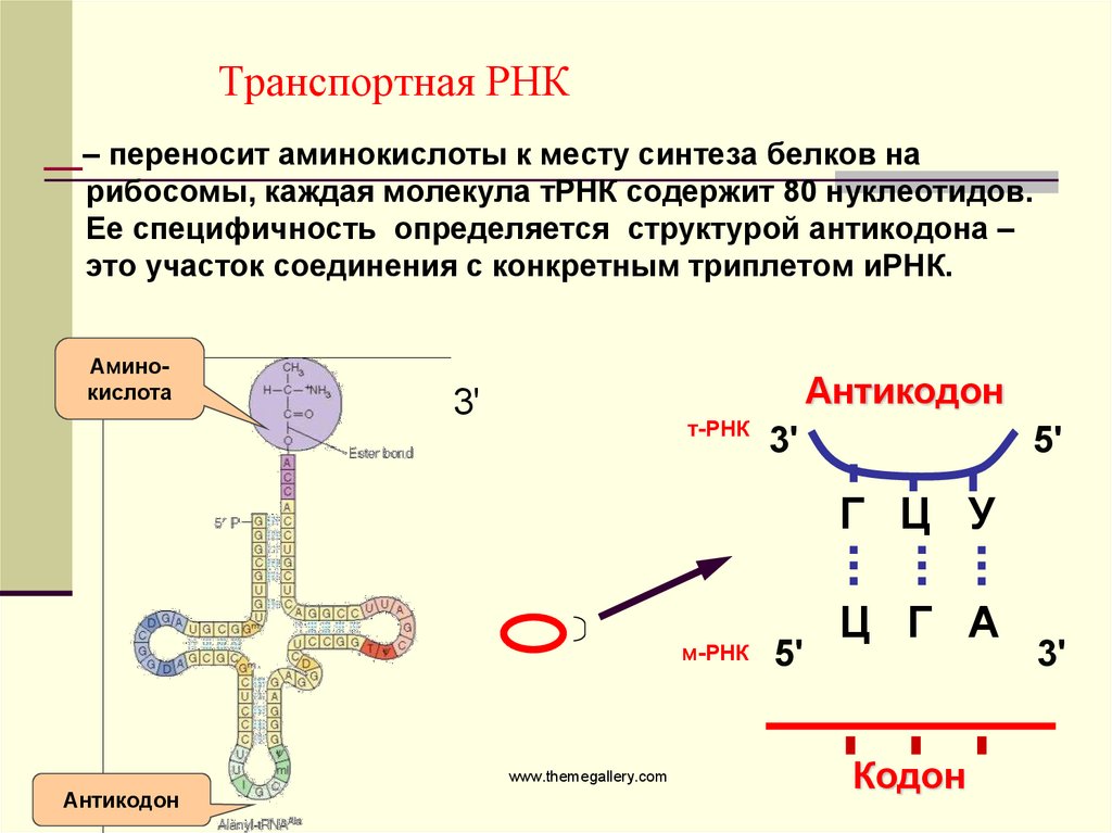 Процессы синтеза называются. ТРНК строение и функции. Молекула ТРНК ИРНК. Функции нуклеиновых кислот ТРНК, РРНК, ИРНК. Строение ТРНК трансляция.