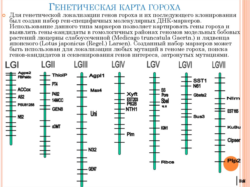 Генетическая карта европы