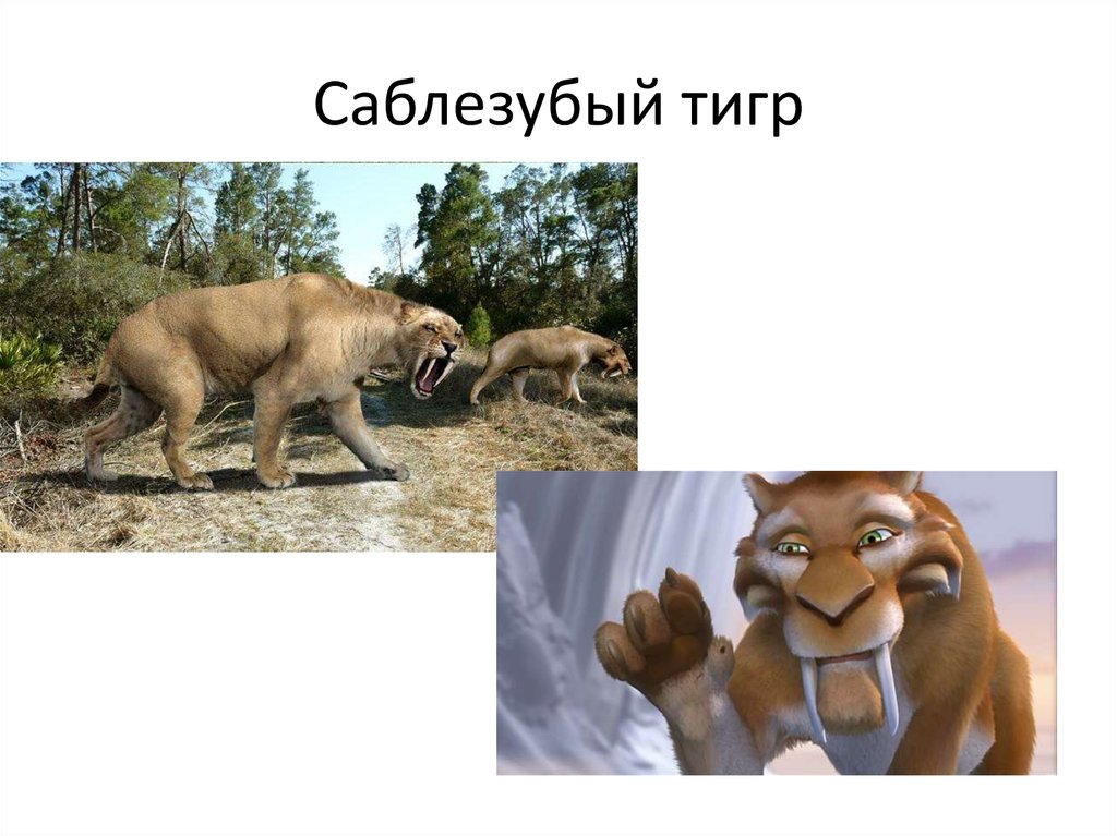 Саблезубый тигр презентация