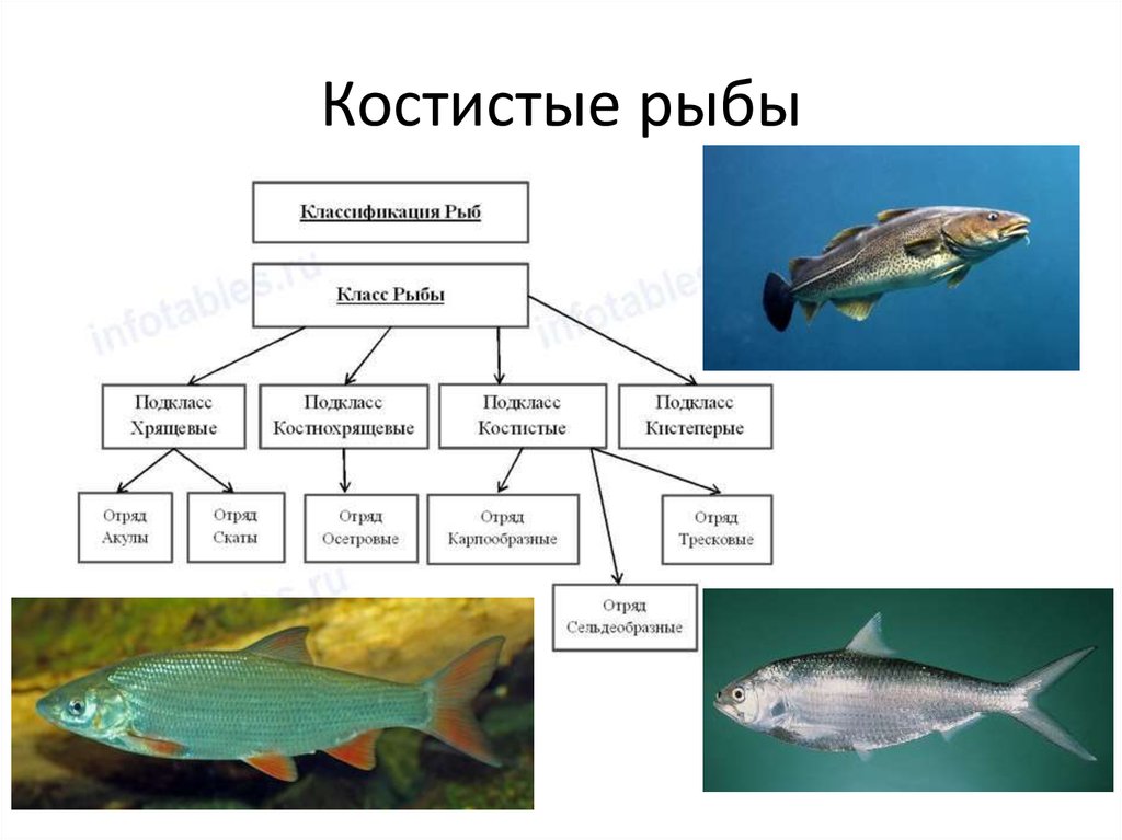 Примеры группы рыбы