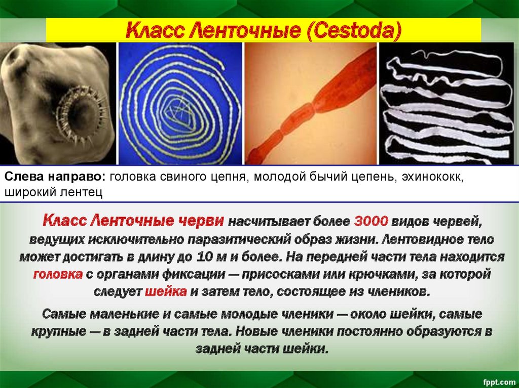 Жизнь ленточного червя. Класс ленточные черви (Cestoda). Ленточные паразиты (класс цестод).. Представители класса ленточные черви цестоды. Ленточные черви бычий цепень.