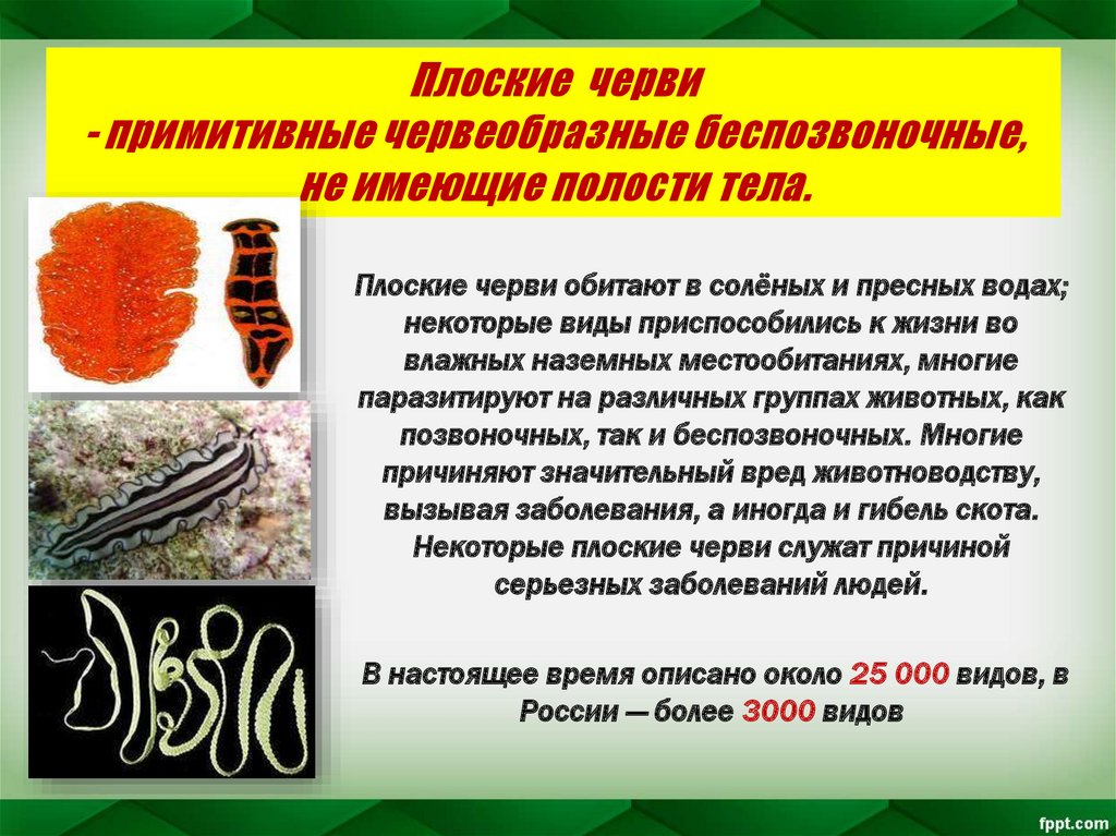 Значение червей в природе и жизни человека. Тип плоские черви 7 класс биология. Характеристика типа плоские черви 7 класс. Тип плоских червей 7 класс биология. Биология 7 класс общая характеристика червей Тип плоские.