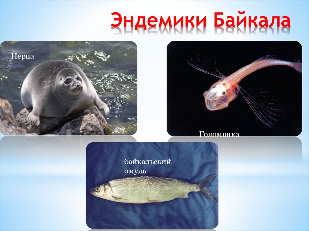Живые организмы байкала. Эндемики озера Байкал. Животные эндемики озера Байкал. Рыба эндемик озера Байкал. Эндемичные обитатели Байкала.
