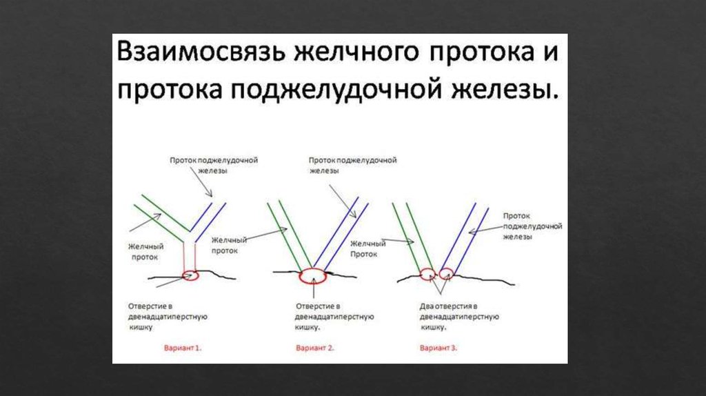 Сегменты холедоха схема