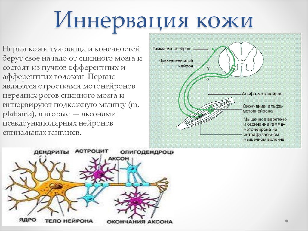 Нервная кожа. Иннервация кожи. Иннервация кожи кожи. Иннервация кожи человека. Иннервации кожи туловища и конечностей обеспечивают.