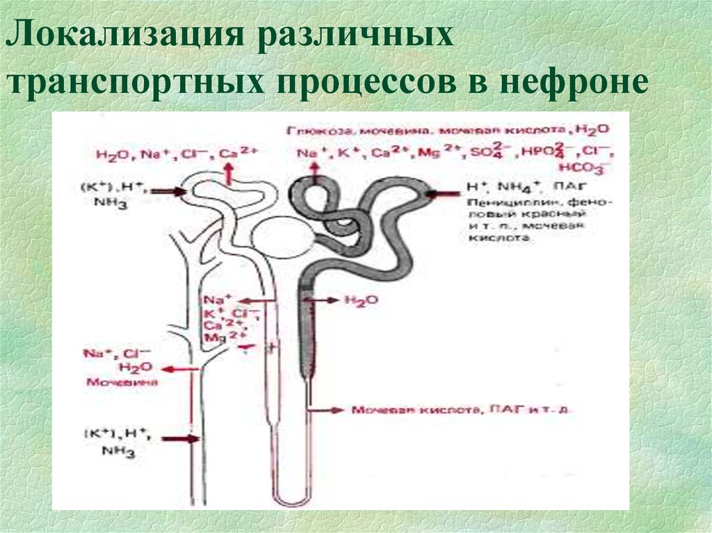 Механизм мочеобразования схема