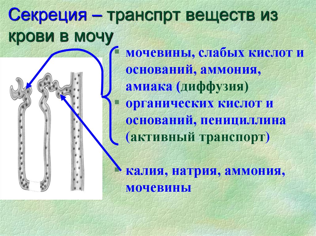 Процесс секреции происходит в. Канальцевая секреция в нефроне. Секреция и экскреция в почечных канальцах. Секреция мочи физиология. Механизм канальцевой секреции.