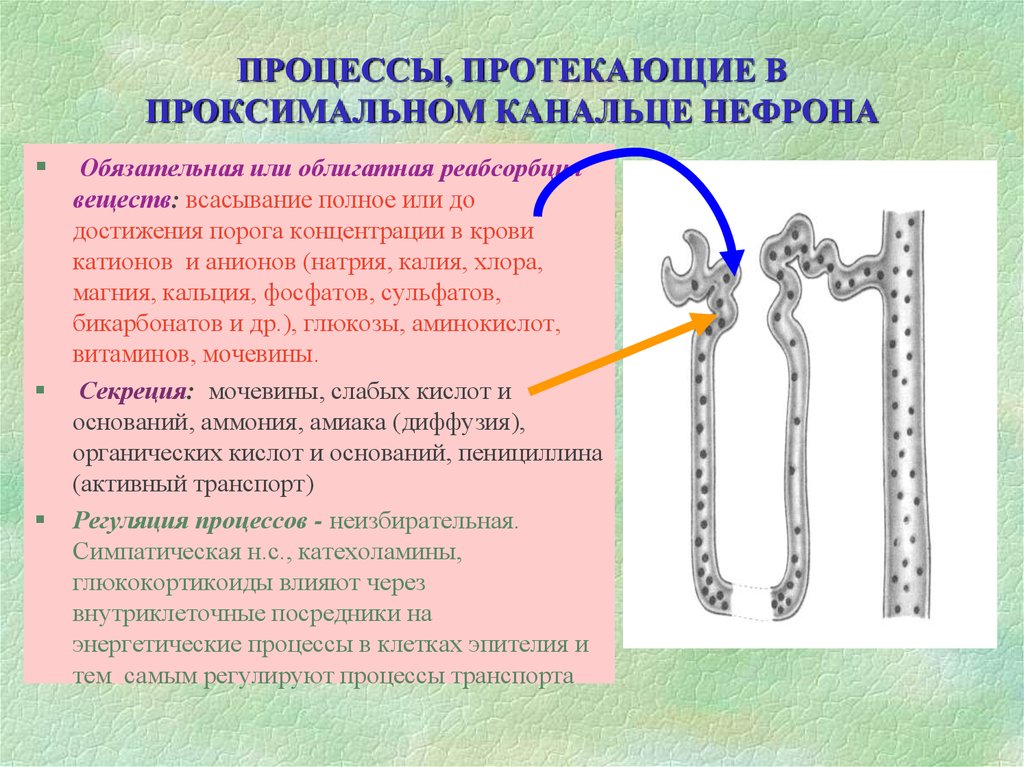 Активно протекающим. Реабсорбция в проксимальном канальце. Процессы в проксимальном канальце. Процесс реабсорбции в канальцах нефрона. Процессы секреции в проксимальных почечных канальцах.