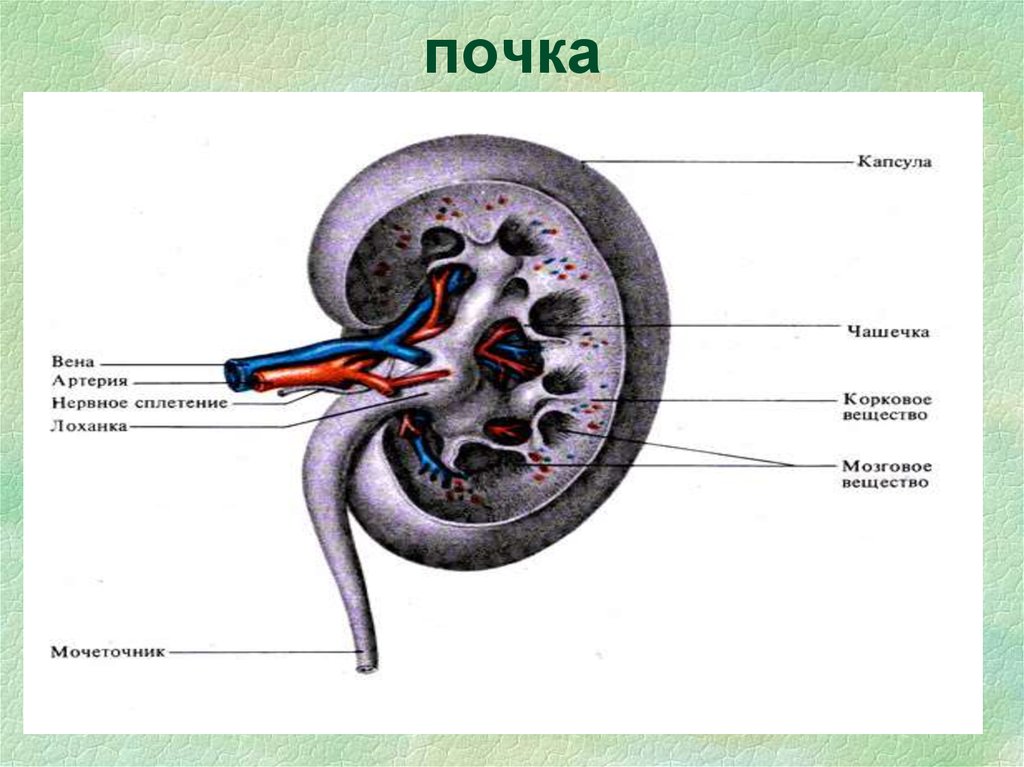 Как пишется почки. Анатомия и физиология почек. Механизмы выделения почек. Функции почек мочеобразование. Выделительная функция почек.
