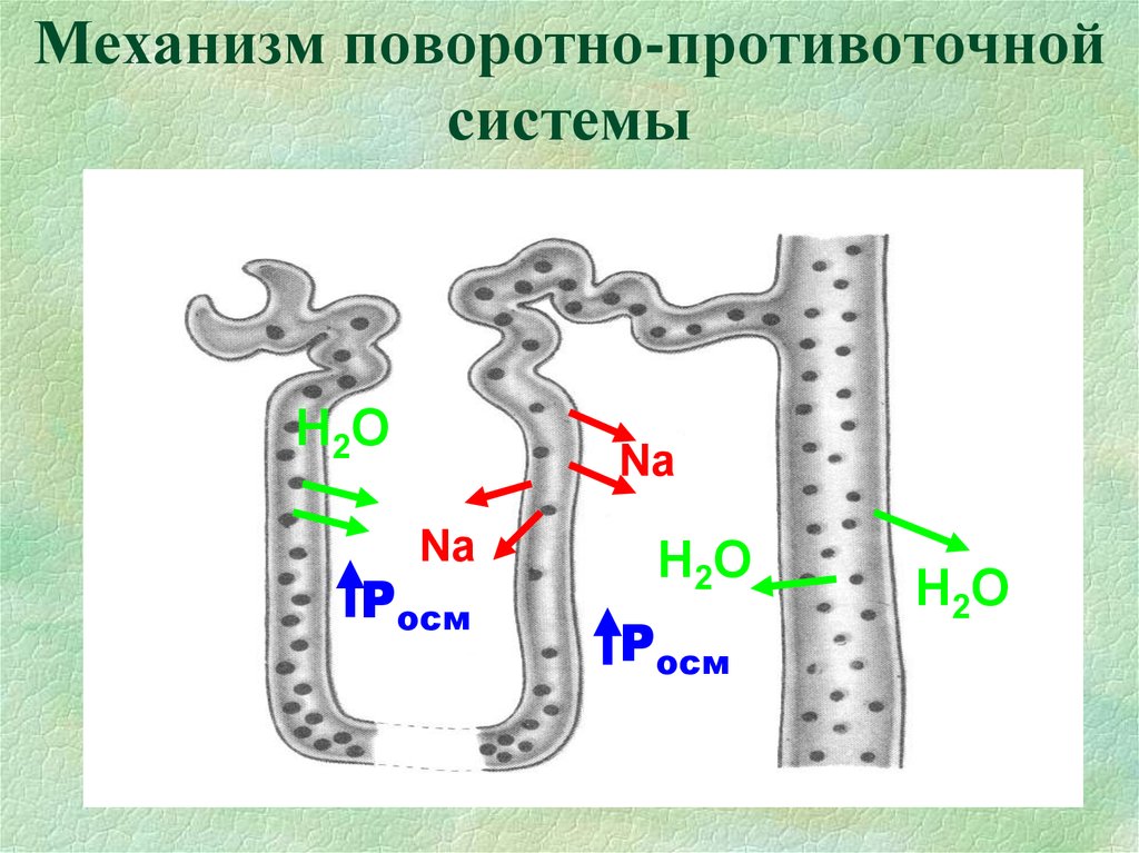 Схема поворотно противоточной множительной системы почек