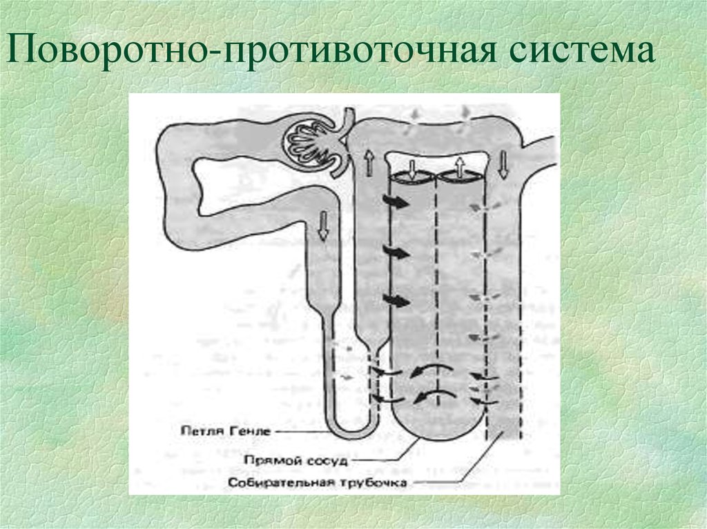 Схема противоточно множительной системы